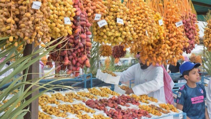 السعودية | 135 ألف نخلة بمزارع العقيق تنتج ما يقارب 40 ألف طن من التمر