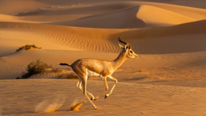 مجموعة الإمارات تؤكد التزامها بالحفاظ على الحياة البرية والموائل