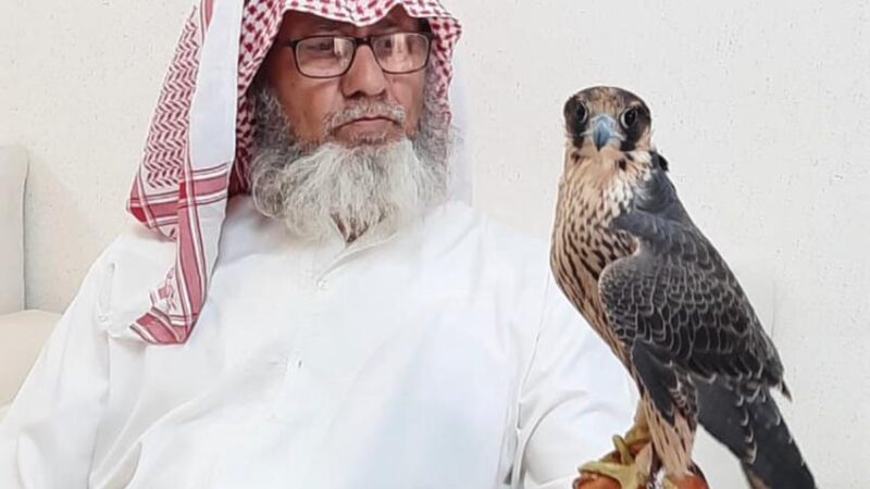صقَّار سعودي يطوِّع خبرة 45 عامًا لخدمة الشواهين الجبلية العربية الأصيلة