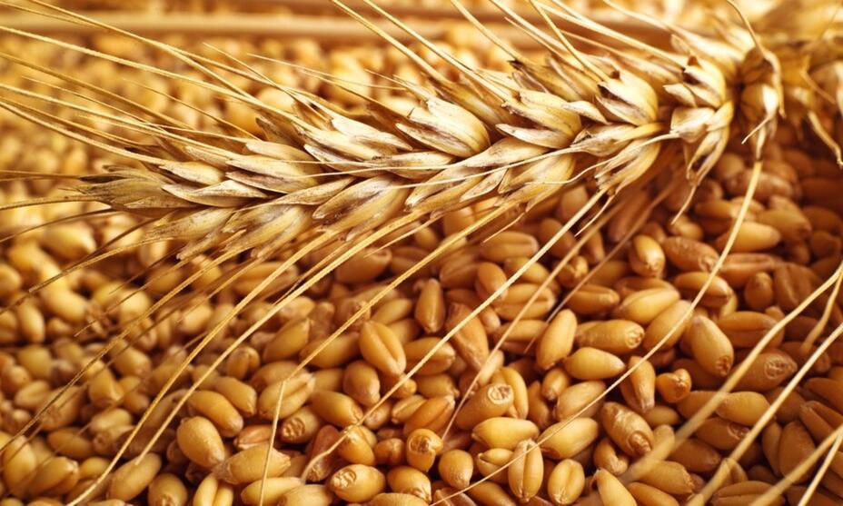 أوكرانيا تصدر 763 ألف طن من الحبوب منذ مطلع أبريل